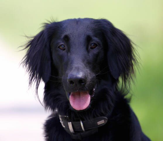 Flatcoated Retrieverrüde Finn