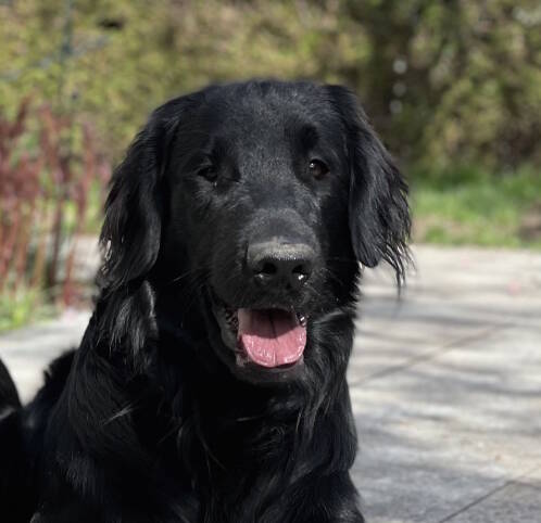 Flatcoated Retrieverrüde Lenny